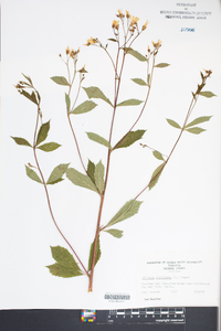 Gillenia trifoliata image