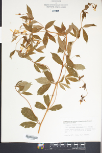 Gillenia trifoliata image