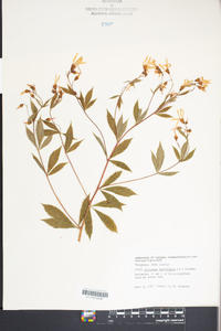 Gillenia trifoliata image