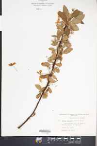 Malus robusta image