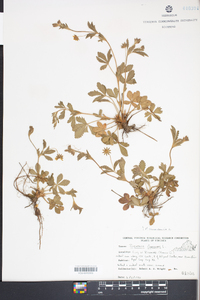 Potentilla canadensis image