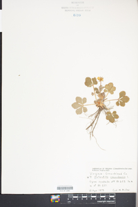 Potentilla canadensis image