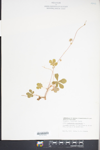 Potentilla canadensis image