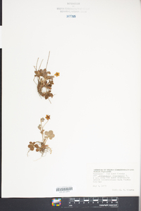 Potentilla canadensis image