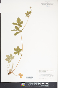 Potentilla canadensis image