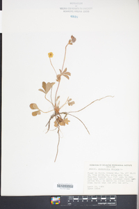 Potentilla canadensis image