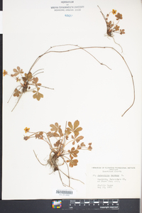 Potentilla canadensis image