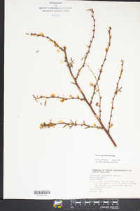 Prunus angustifolia image