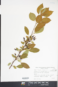 Prunus cerasus image