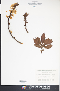 Prunus munsoniana image