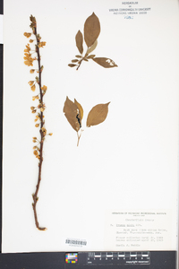 Prunus nigra image