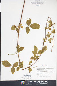 Rubus argutus image