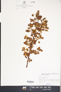 Rubus argutus image