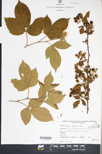 Rubus argutus image