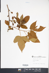 Rubus argutus image