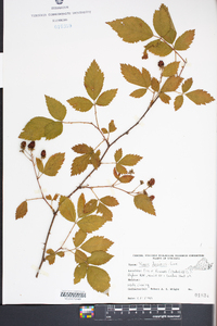 Rubus argutus image