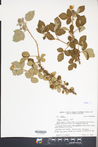 Rubus bifrons image