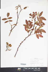 Rosa palustris image