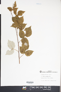 Rubus occidentalis image