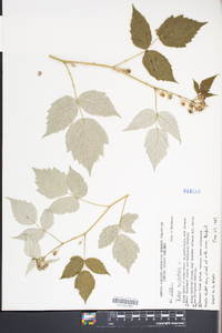 Rubus occidentalis image