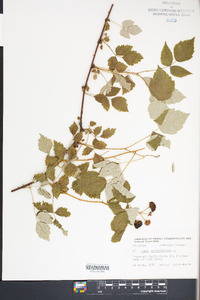 Rubus occidentalis image