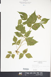 Rubus occidentalis image