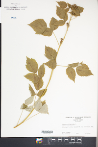 Rubus occidentalis image