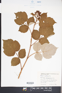 Rubus phoenicolasius image