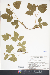 Rubus trivialis image