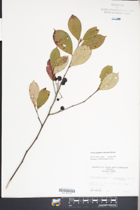 Aronia × prunifolia image