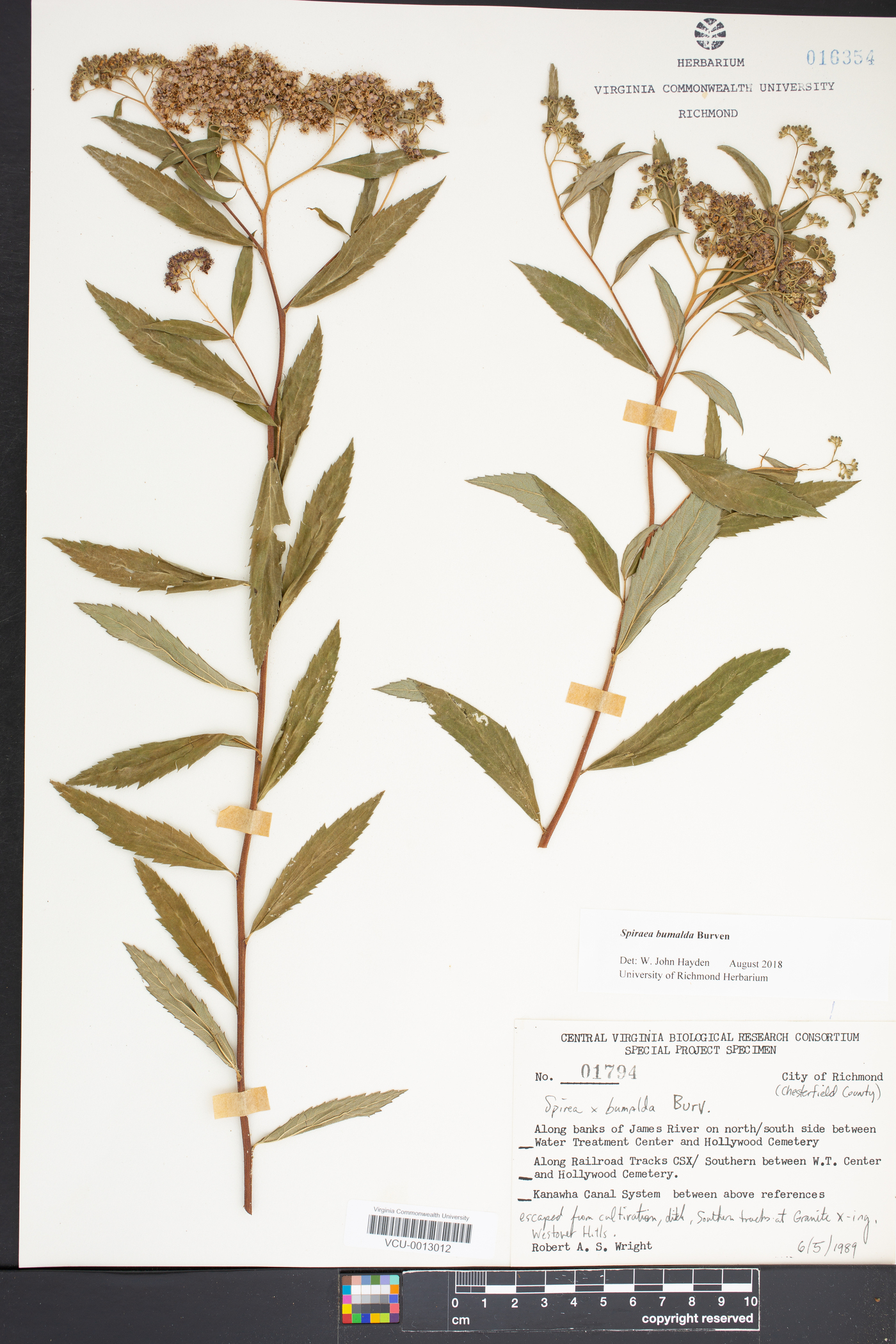 Spiraea x bumalda image
