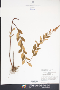 Spiraea tomentosa image