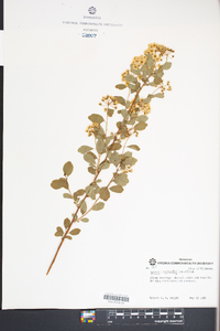 Spiraea × vanhouttei image