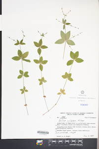 Galium circaezans image