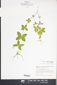 Galium circaezans image