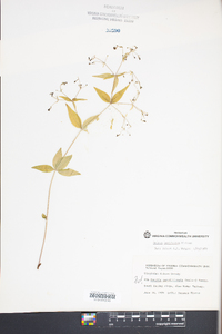 Galium latifolium image