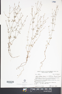 Galium obtusum image