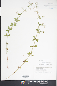 Galium pilosum image