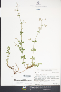 Galium pilosum image