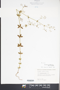 Galium pilosum image