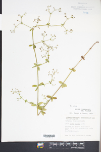 Galium pilosum image