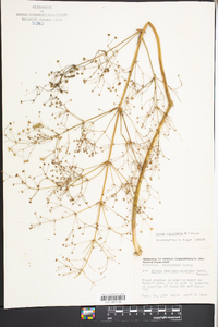 Alisma subcordatum image