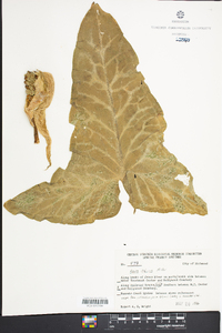 Arum italicum image