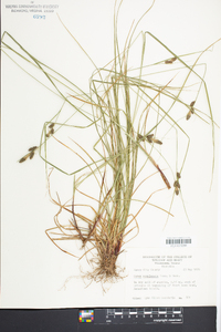 Carex complanata image