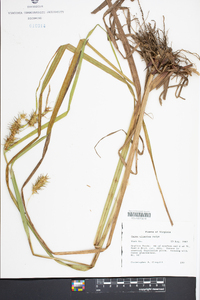 Carex gigantea image