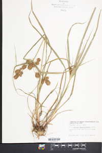 Cyperus lancastriensis image