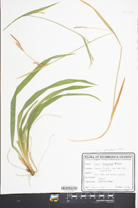 Carex striatula image