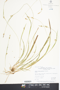 Carex gracilescens image