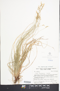 Carex physorhyncha image