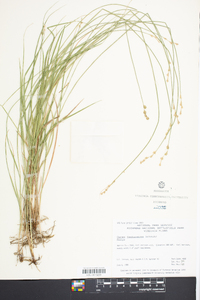 Carex festucacea image